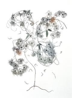 image with swirling fluffy seeds