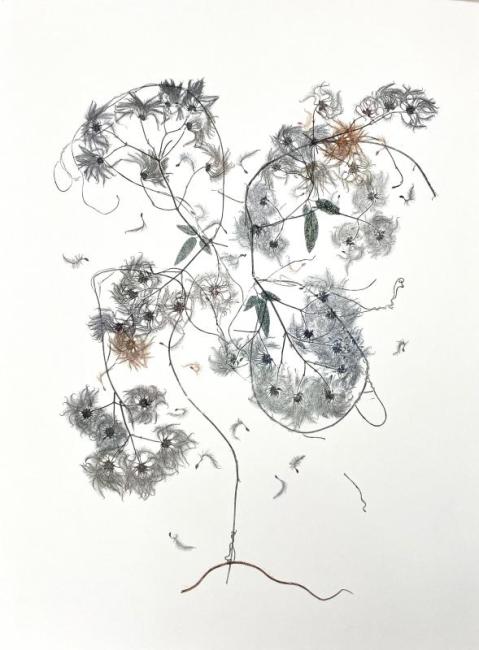 image of botanicals in spiraling format
